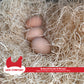 Comfort Nests with Peppermint
